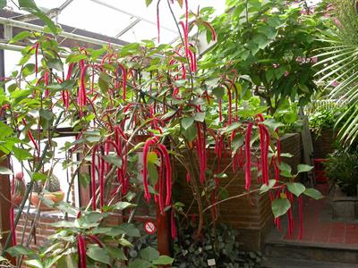 Acalypha hispida